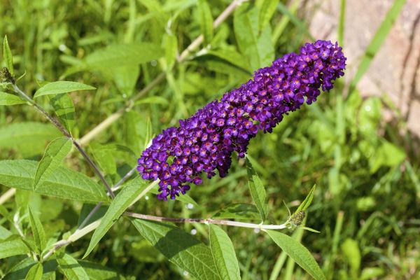 Cost of Butterfly Bush Pruning in Gilroy