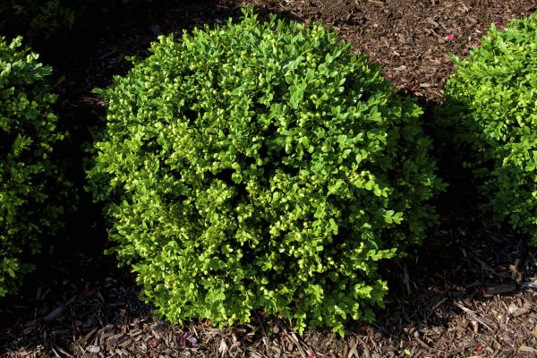 Cost of Boxwood Removal in Gilroy