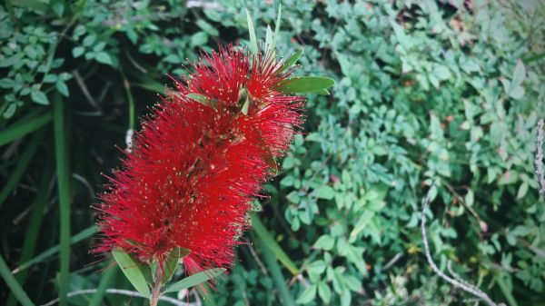 Cost of Bottlebrush Pruning in Gilroy